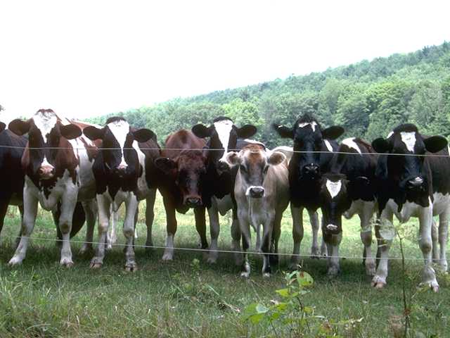 cattle